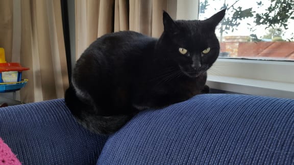 Cats behaving badly | A Gallery from Afternoons | RNZ National