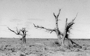 Maralinga trees after an atomic blast