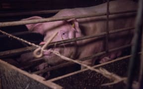 A mother pig in a farrowing crate.