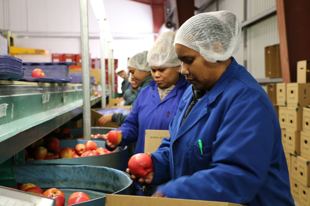 Solomon Islanders working in the pack house at JR's Orchards in New Zealand under the Recognised Seasonal Employer program.