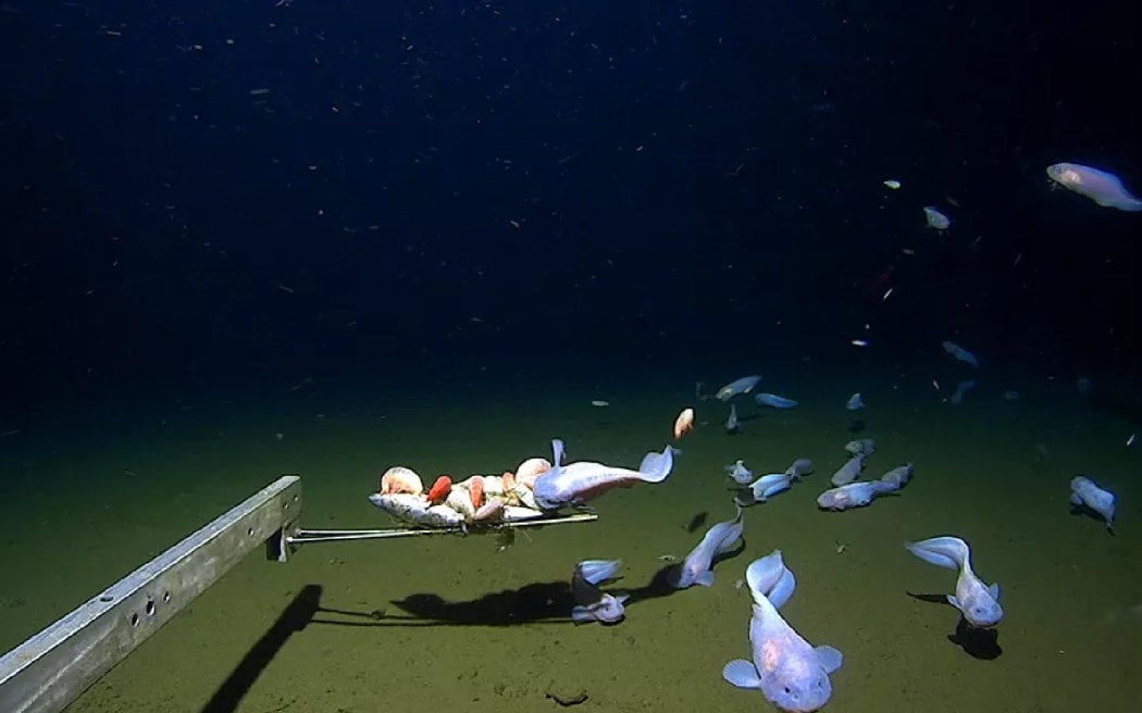 Free: Blobfish Animal Deep sea creature Deep sea fish - blobfish