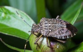 Stink bug (Eocanthecona  furcellata) on green leaves.