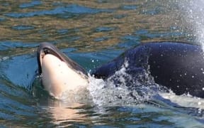 Drone footage captures orca whales chasing, stalking and eating great ...