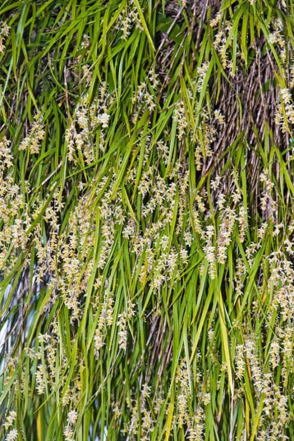 NZ Orchids A Gallery from Nine To Noon RNZ National