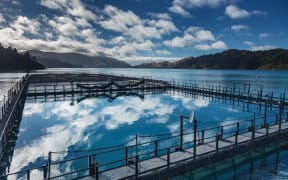 A NZ King Salmon farm in the Tory Channel.
