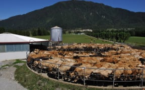 Herd of Jersey cows yarded for milking, West Coast, New Zealand