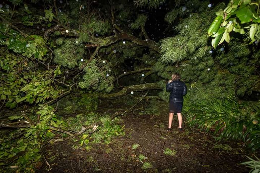 A woman stands in front of a fallen tree on her property in Hastings.