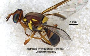 Queensland fruit fly.