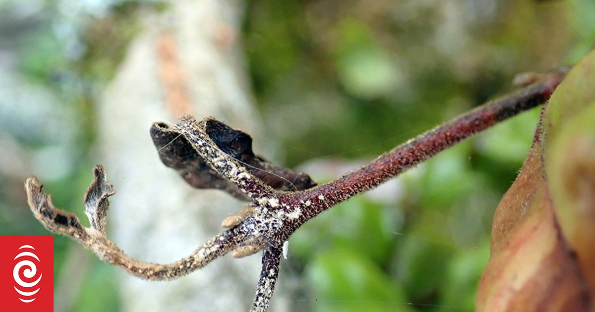 Remote sensing technology used to detect myrtle rust days before signs of infection - Vimarsana News