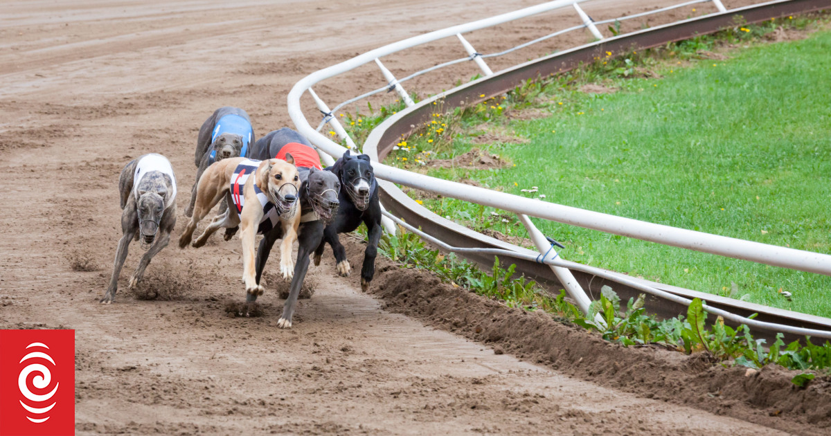 Allowing greyhound race to go ahead 'disappointing', animal welfare group says - Vimarsana News