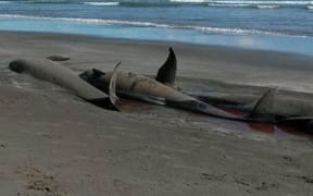 Pilot whales died on the coast near Opotiki after stranding again.