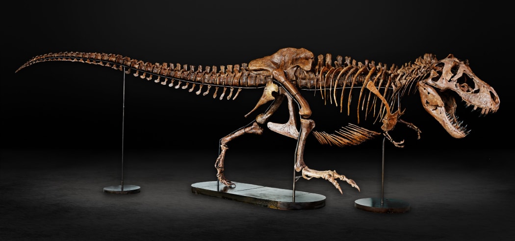 Barbara, an adult T-rex fossil, will be on display at the Auckland Museum from 2 December 2022.