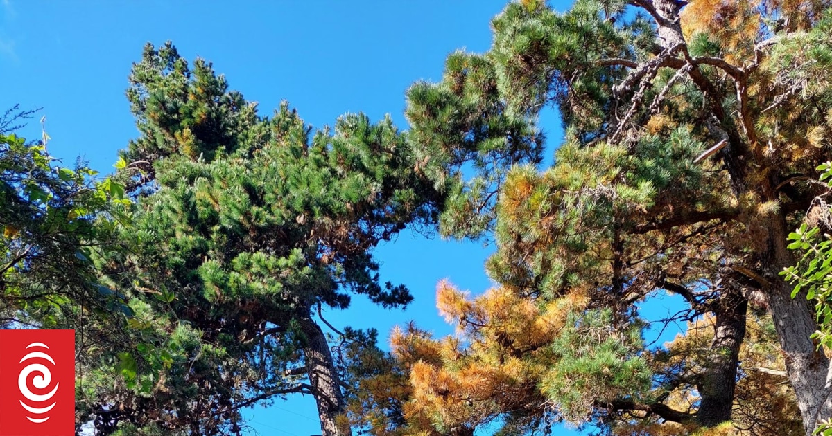 'Professionally' poisoned pine trees costing Tasman ratepayers - Vimarsana News