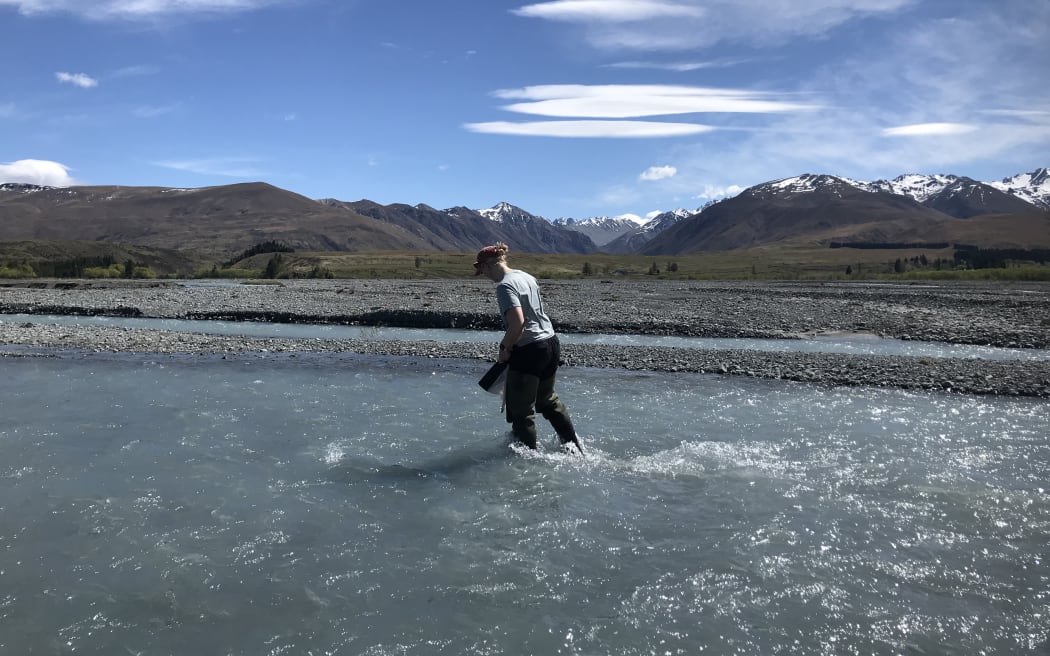 A woman in waders walks through shallow water in a braided river channel. There are snow-capped mountains in the background beneath a cloud-streaked blue sky.