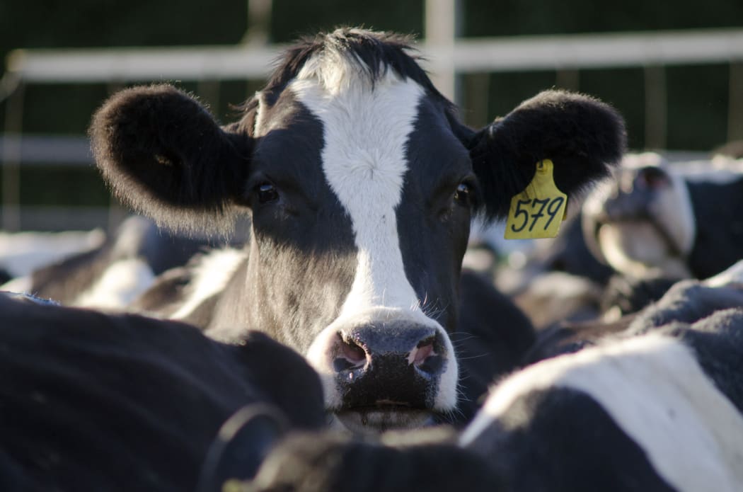 Dairy farmer fined for removing tails from more than 500 cows | RNZ News