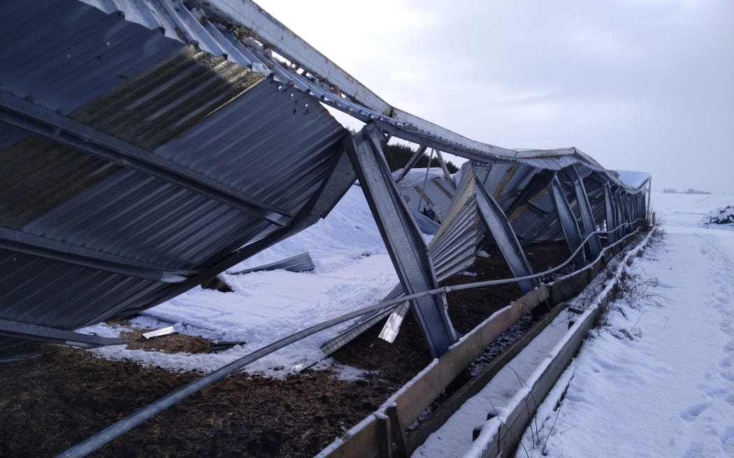 布鲁斯·伊德 (Bruce Eade) 在南兰州东部的塔帕努伊 (Tapanui) 附近经营着一家拥有 550 头奶牛场的奶牛场，这表明恶劣天气对其越冬谷仓造成了损害。
