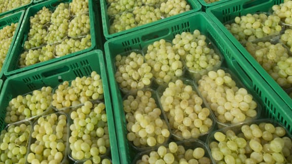 Grapes had 35 different pesticides showing up in almost all of the samples tested.