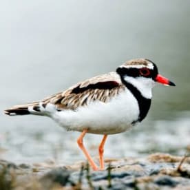 Photo for Black-fronted dotterel