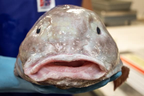 Critter of the Week: The Blobfish | RNZ