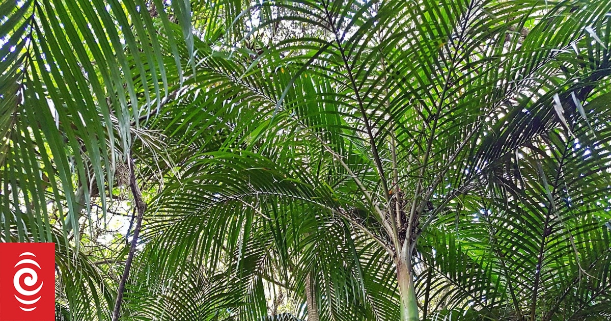 Six kiwi believed mauled by a dog in Bay of Islands' of Ōpua Forest - Vimarsana News