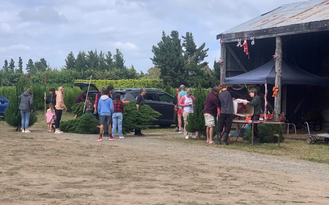 People purchasing their Christmas trees from Needle Fresh Christmas Trees in Swannanoa, Canterbury. The company has 8-10 hectares planted in rotational Monterey pines.