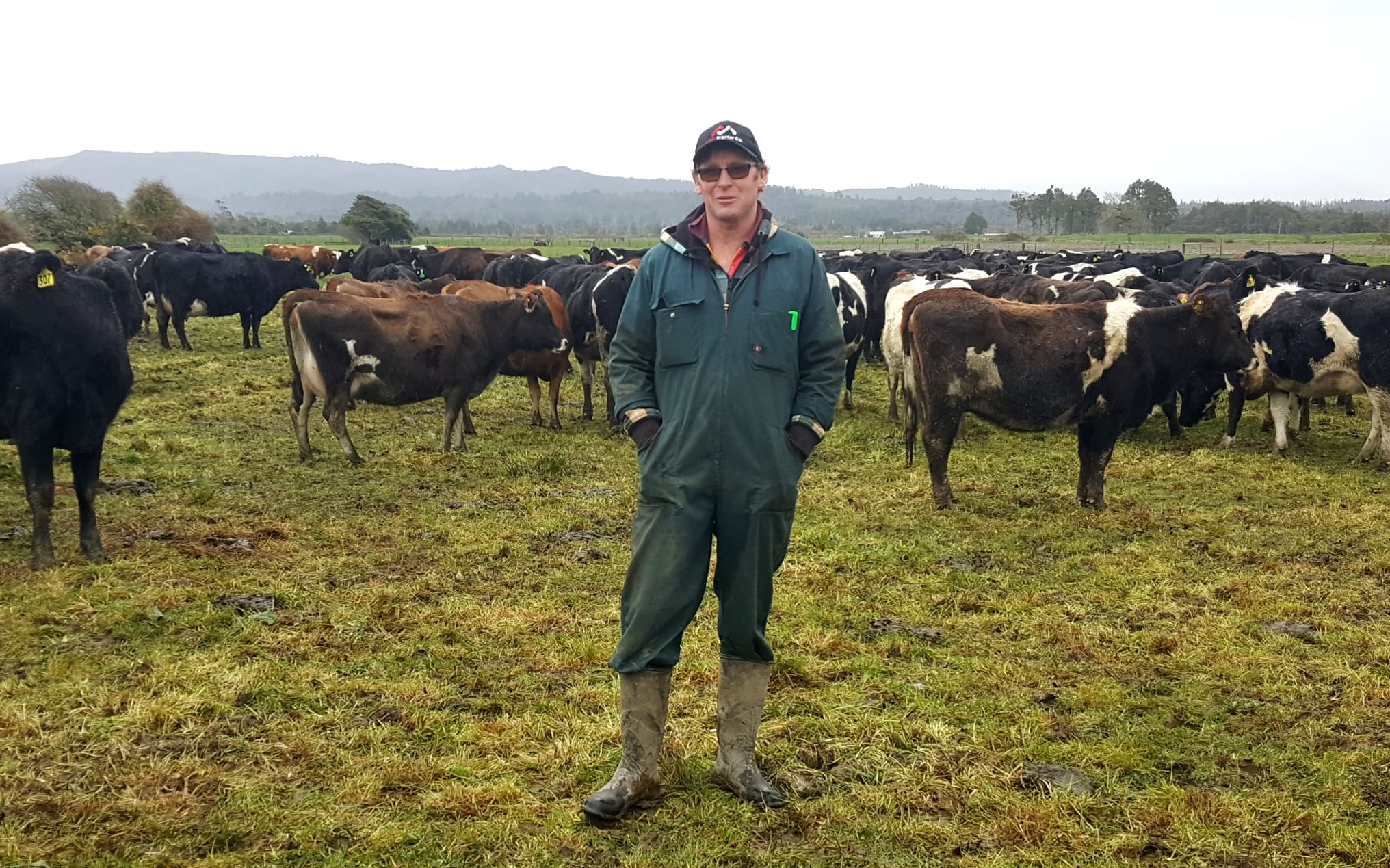 Rearing to go the West Coast dairy farm in full swing RNZ