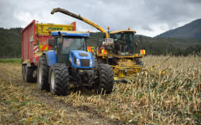 Workers harvest a crop of maize for silage on a dairy farm in Westland.