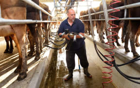 Dairy farmer in a milking shed