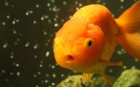 Goldfish are now rampant in many waterways.