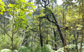 Abel Tasman native bush.