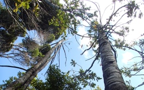 Dying kauri trees