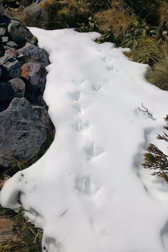 Takahē footprints in late spring snow in Fiordland.