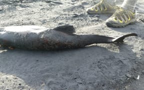 Dead dolphin found at Karioitahi beach.