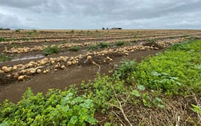 Onions that had been left out to dry in the fields were strewn across paddocks and roads by the floodwaters and storm.