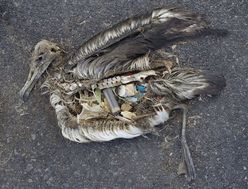 Albatross carcass with plastic