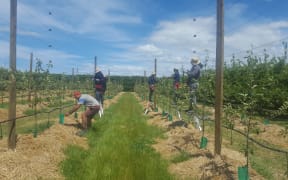 RSE workers from Samoa working in Bostock orchard, Hastings.