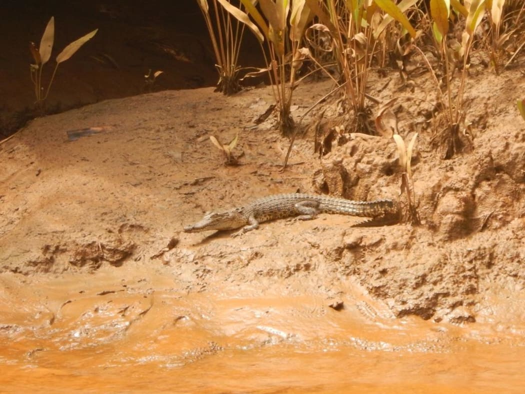 Juvenile saltwater crocodile Totoru River Isabel Province.