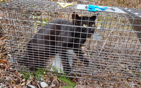Feral cats are proposed to only be controlled in areas of high ecological value.