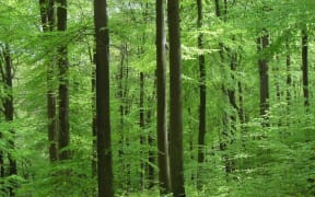 Peter Wohlleben: the Hidden Life of Trees