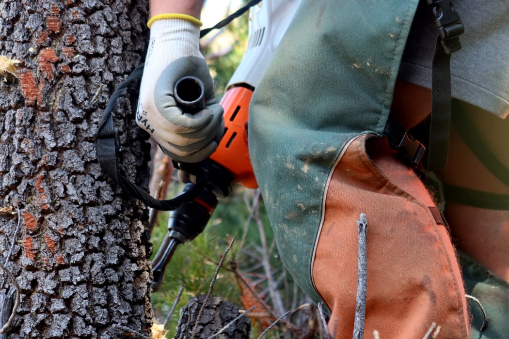 A pest controller drills holes in a pine before injecting it with poison.