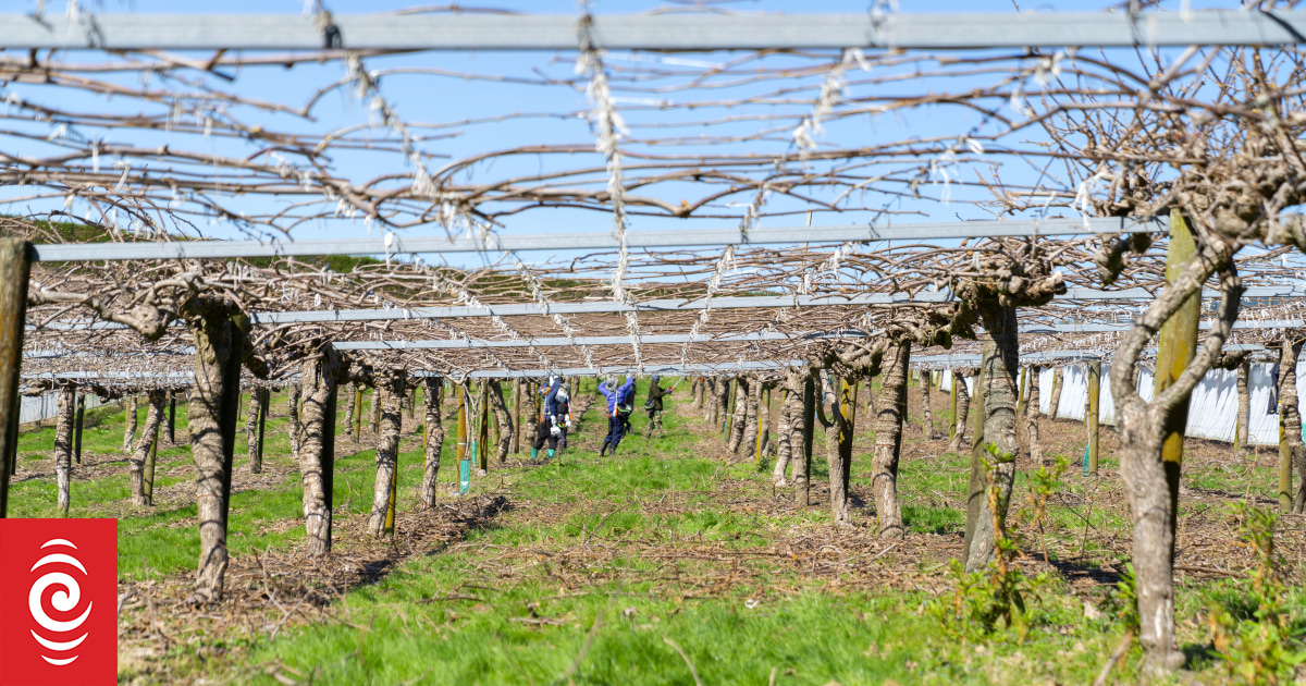 Another warm winter could mean less kiwifruit, growers worried - Vimarsana News