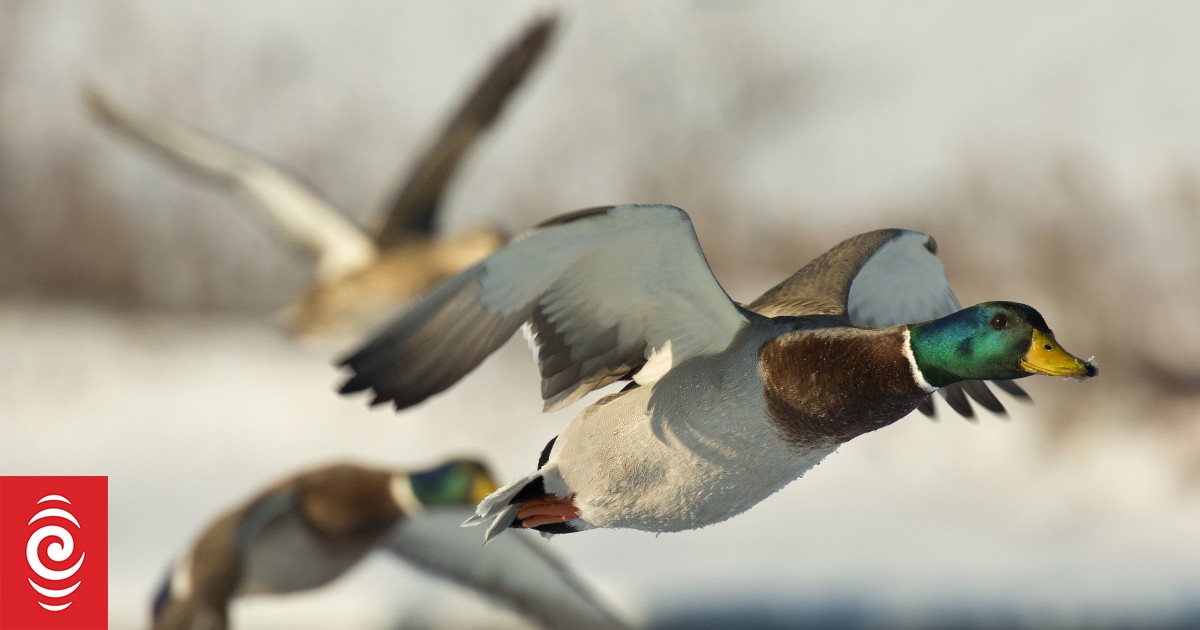 Duck shooting season becoming 'a family affair' - Fish and Game | RNZ News