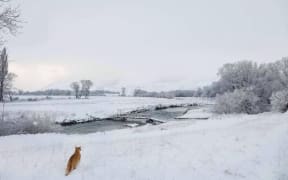 A cat explores the snow in Fairlight, south of Kingston, in Otago.