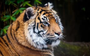 Sumatran tiger Molek has been put down at Auckland Zoo.