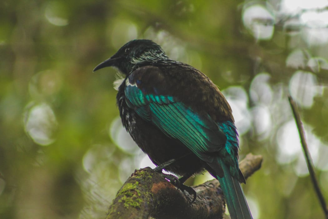 Tūī sitting in a tree, native New Zealand bird captured in forest on Bluff Hill, South Island, New Zealand.