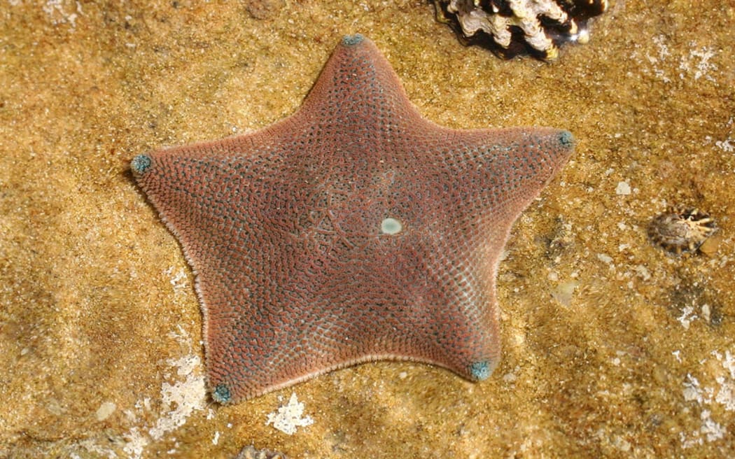 starfish