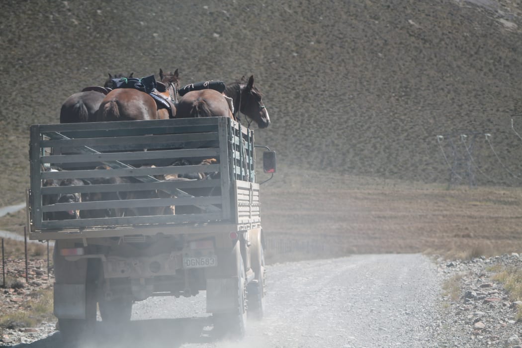 Horses, dogs and musterers head home after a cattle drive