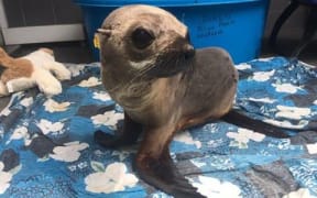 The sea lion, which has been named Fox, is now being cared for on the main island, Tahiti.