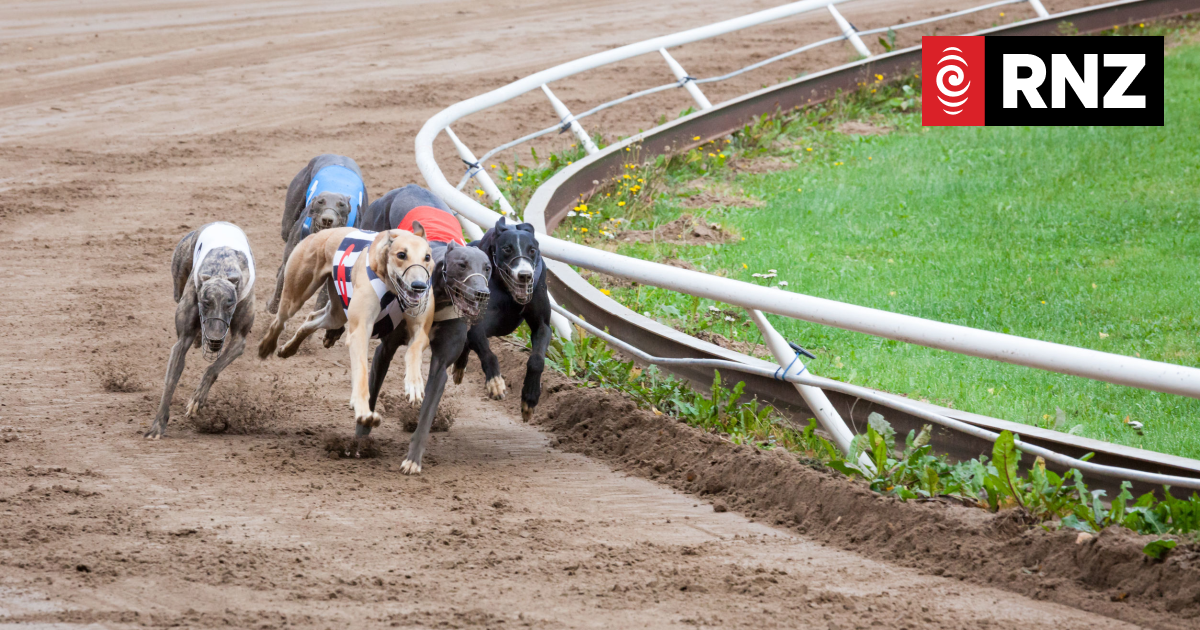 Greyhound racing ban will add to rehoming challenges - adoption group - Vimarsana News