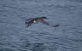 Fluttering shearwaters head to bass Strait and waters off southern Australia in winter.